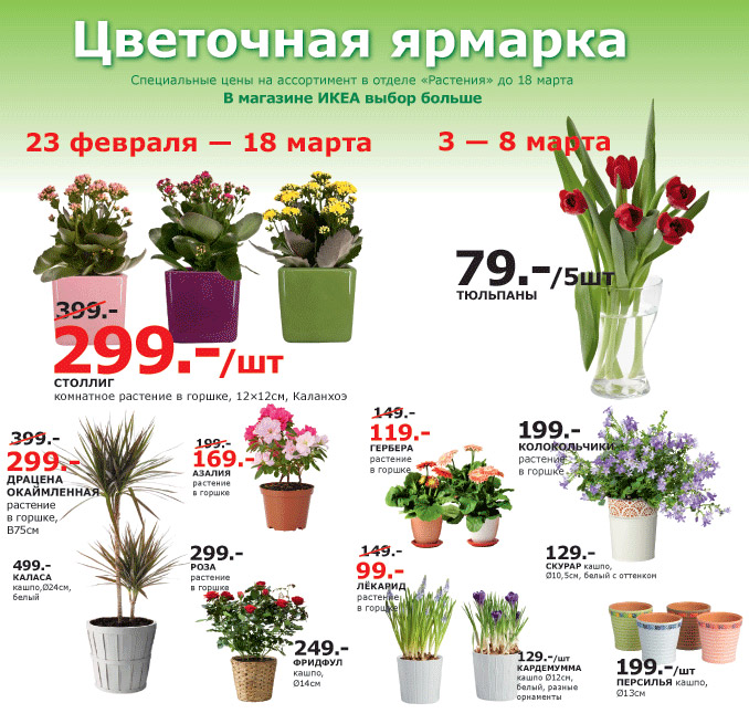 Луковичные Цветы Интернет Магазин Почтой По России